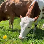 Farm stay Familienbauernhof Glockriegl