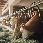 Familienbauernhof Glockriegl Farm stay *