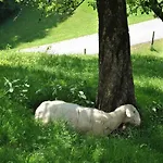 Familienbauernhof Glockriegl Lunz am See