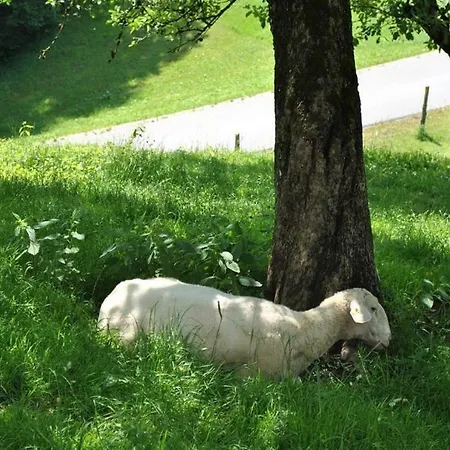 Familienbauernhof Glockriegl Lunz am See